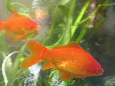 Healthy, active goldfish (common & fancy), platys, and guppies are ready for a new home. Raised in a clean, established setup, t
