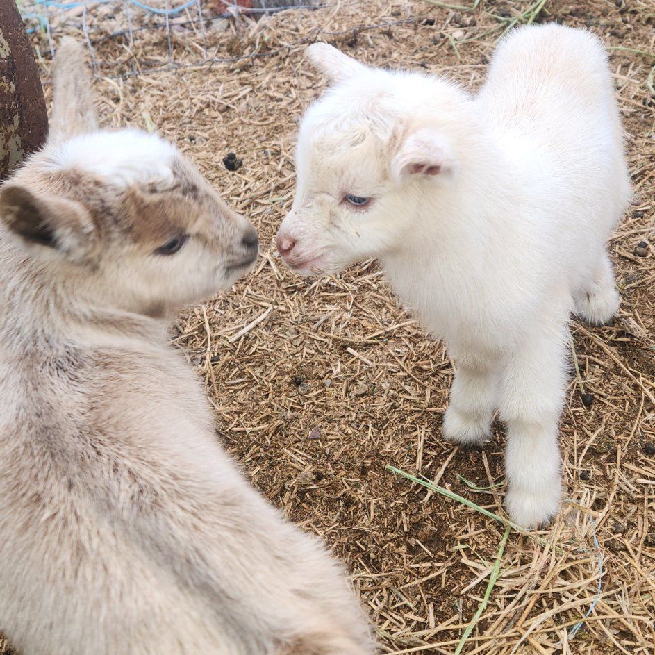 Nigerian Dwarf Bucklings