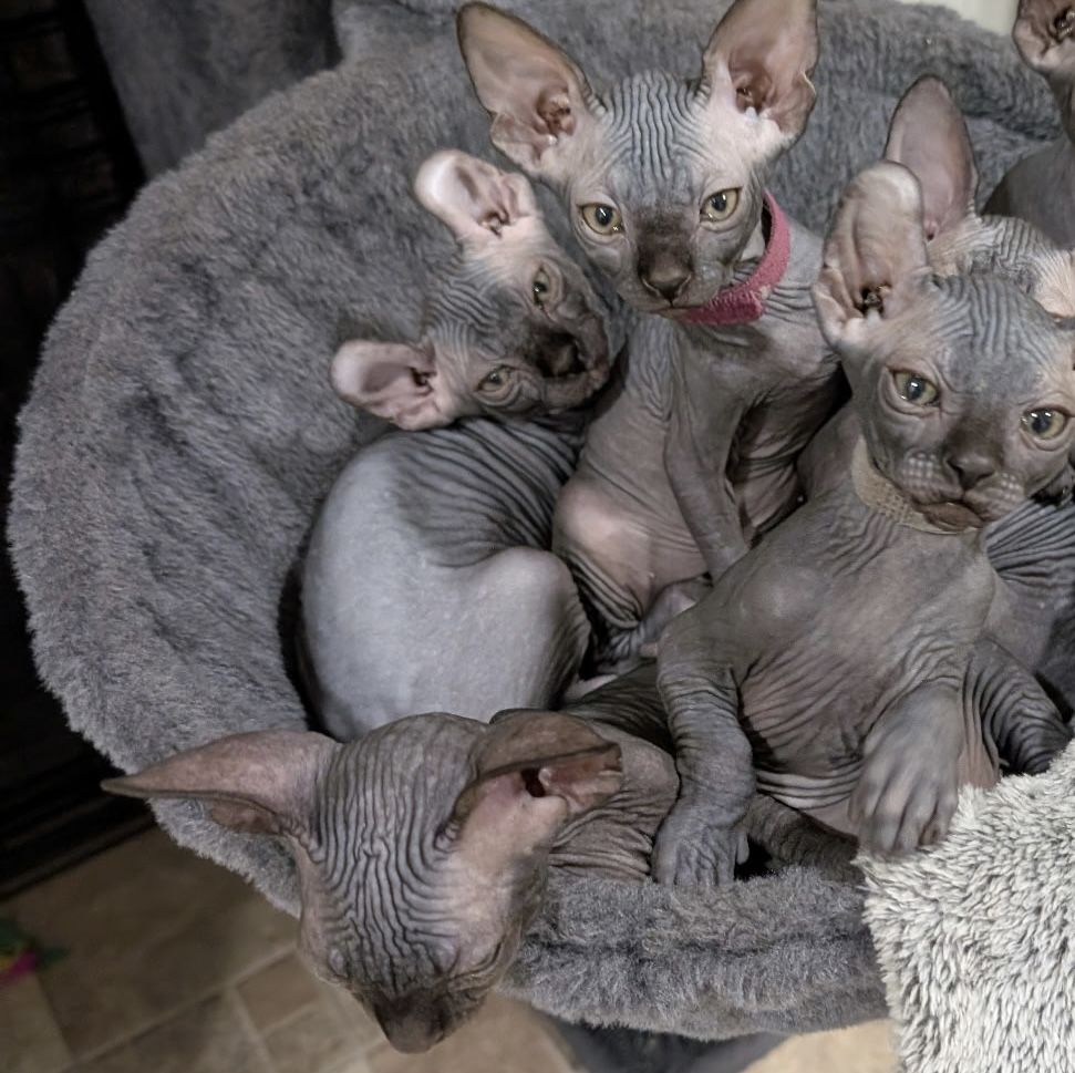 Sphynx Kitten