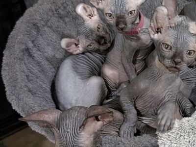 Sphynx Kitten