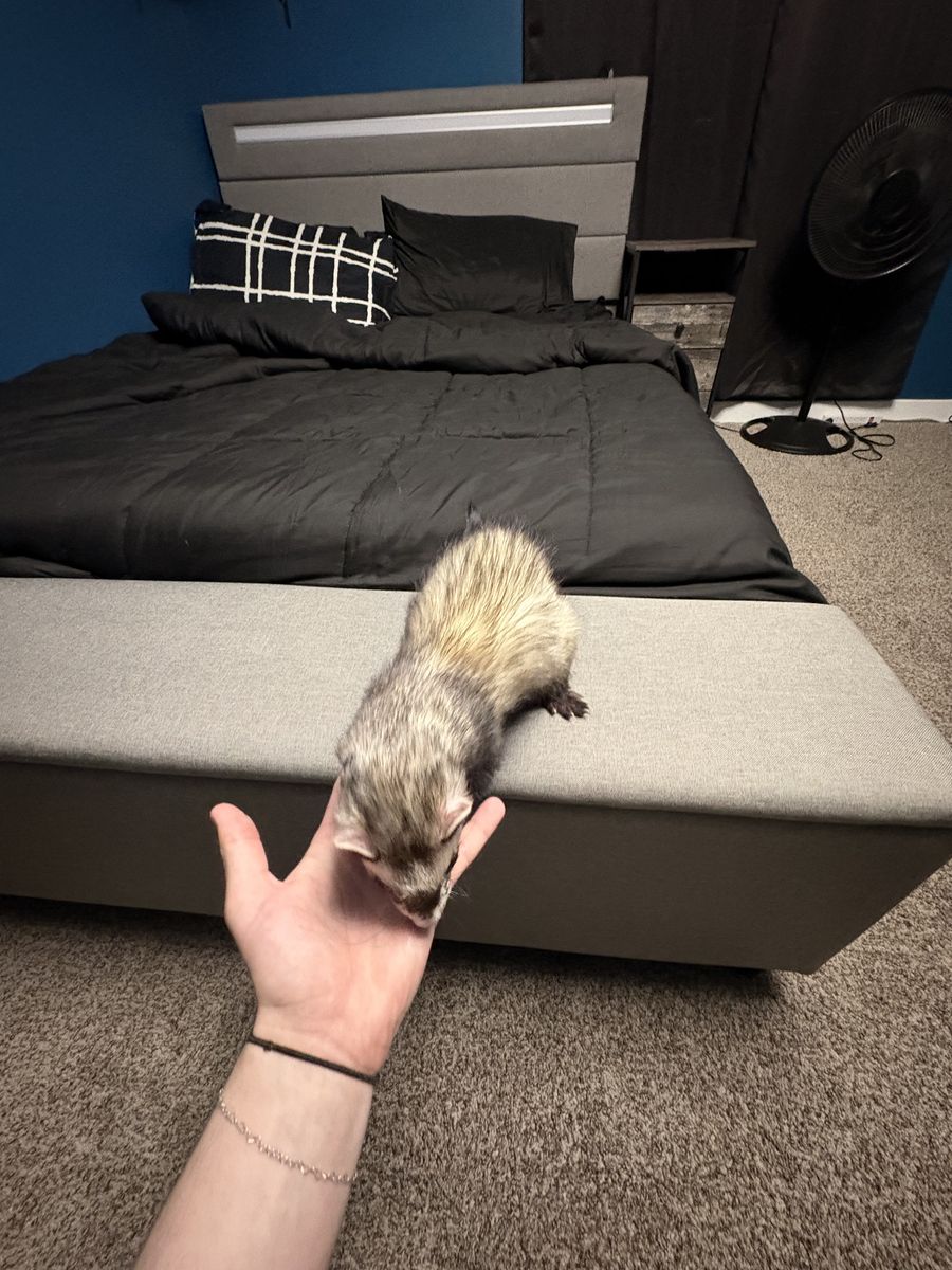 2 Male Ferrets