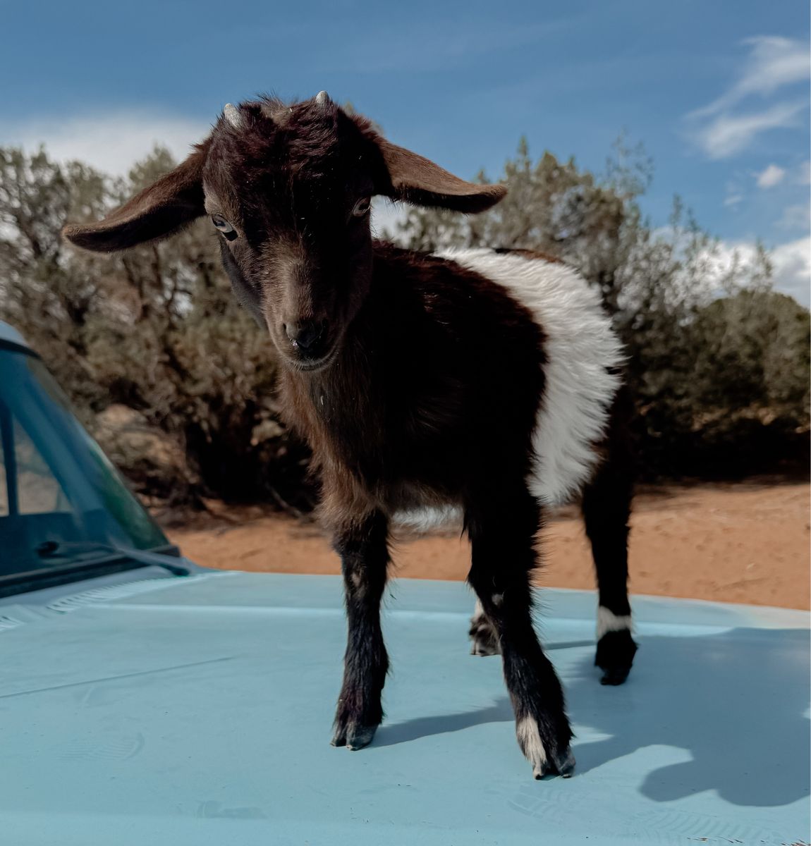 •Reese• Nigerian Dwarf x Silky Fainter Doeling