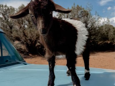 •Reese• Nigerian Dwarf x Silky Fainter Doeling