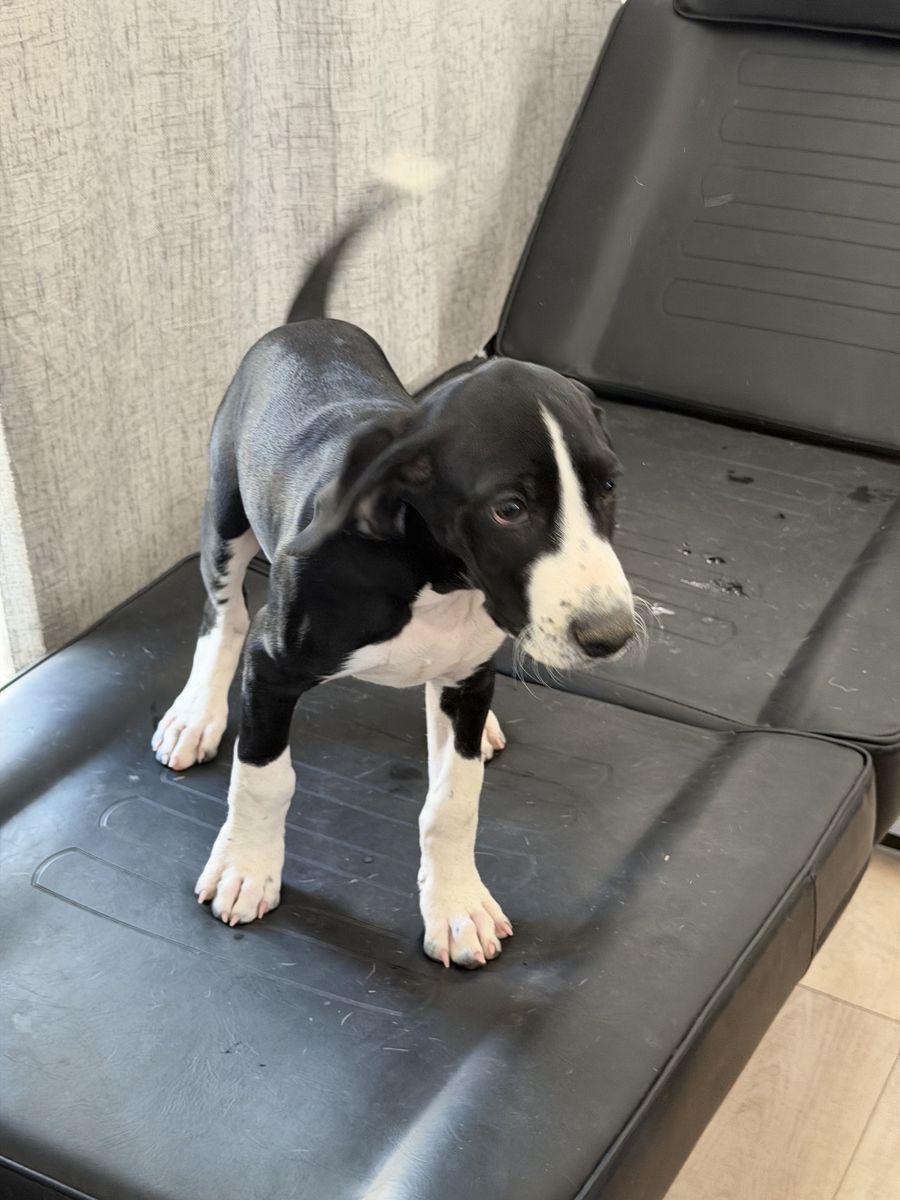 PUPPIES — MOUNTAIN POINTER - Built for Utah's Mountains!  ( GSP German Shorthair Pointer × Cross)