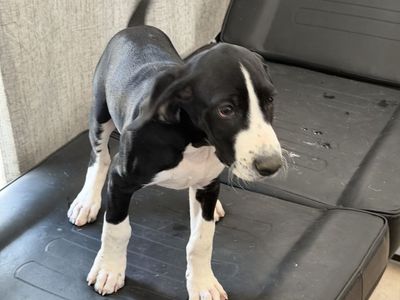 PUPPIES — MOUNTAIN POINTER - Built for Utah's Mountains! ( GSP German Shorthair Pointer × Cross)