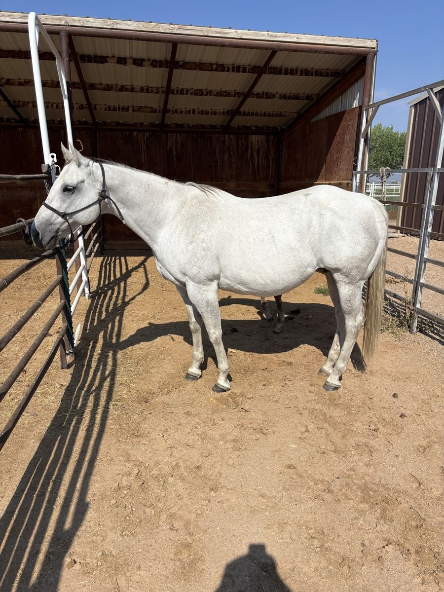 Gray Mare 