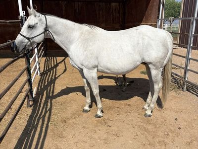 Gray Mare