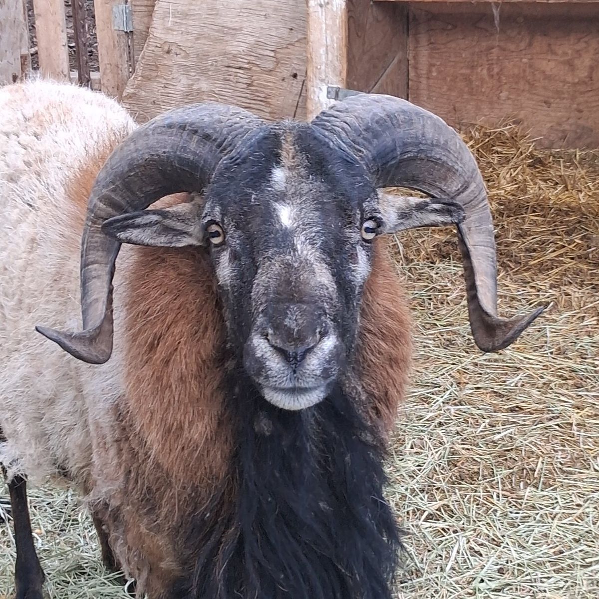 BARBADOS HAIR RAM FOR SALE OR TRADE