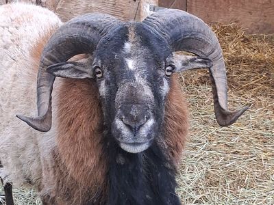 BARBADOS HAIR RAM FOR SALE OR TRADE