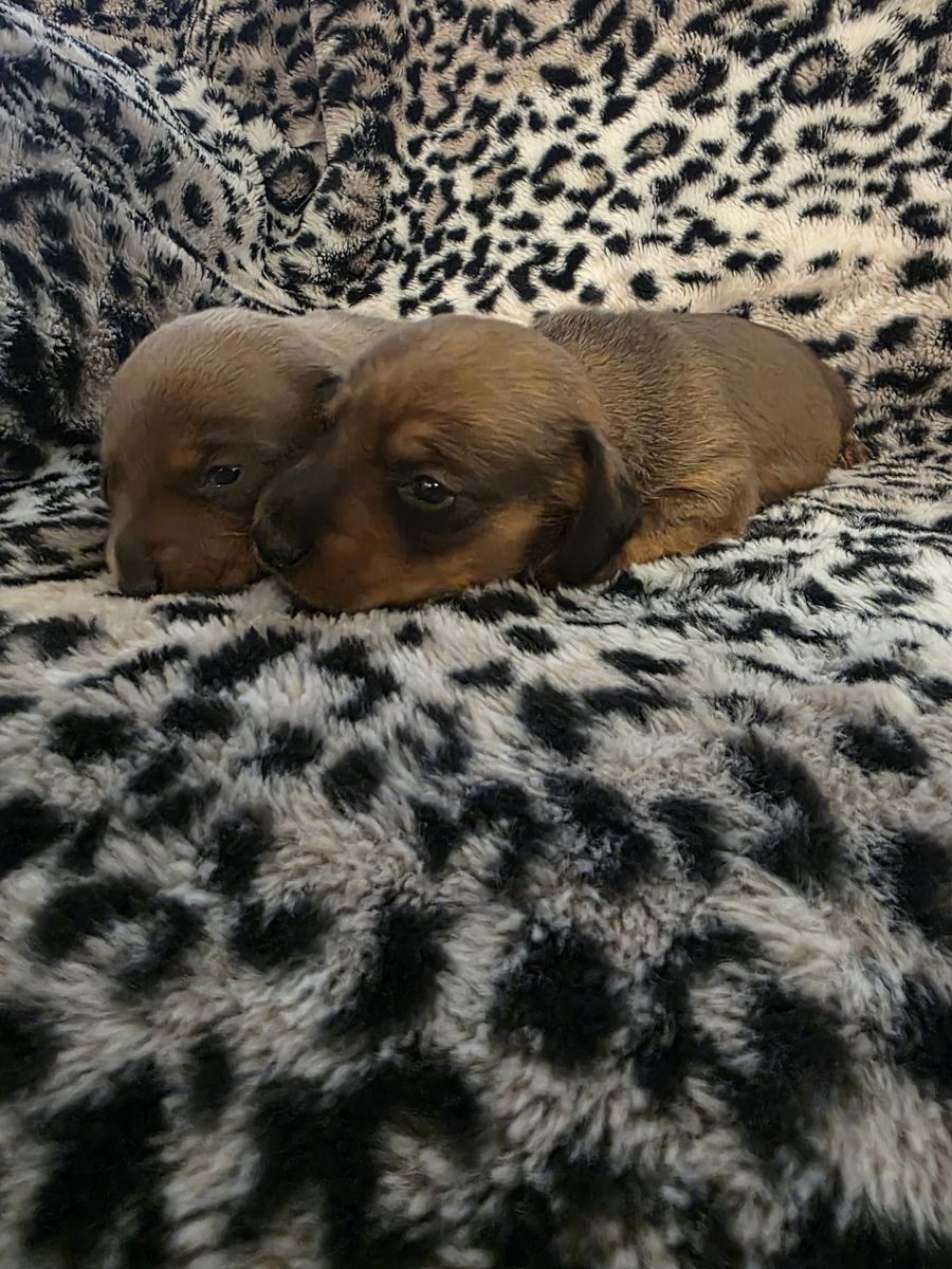 BOY MINI DACHSHUNDS