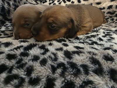 BOY MINI DACHSHUNDS