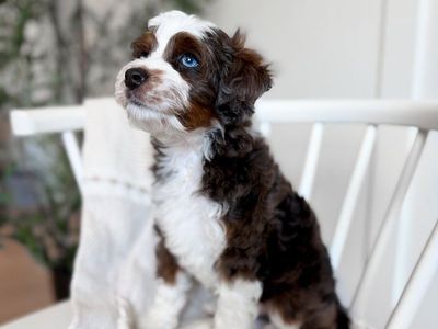 Micro Mini Sable, Merle, blue eyed Bernedoodle