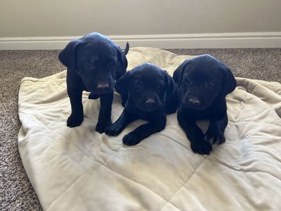 AKC Labrador Retriever Puppies-Championship Field Trial and Hunt Test Bloodlines