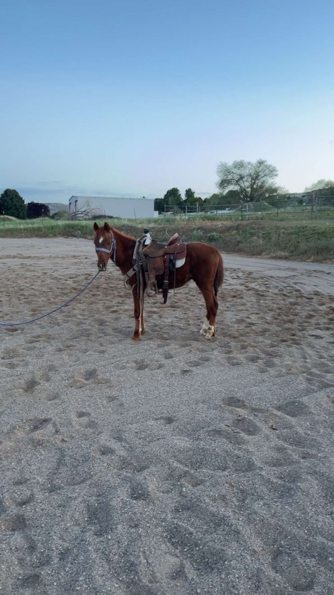 Really really nice magnetic cat quarter pony stud