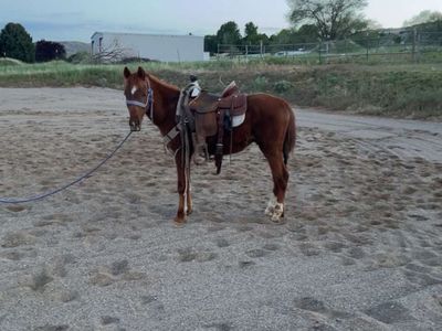 Really really nice magnetic cat quarter pony stud