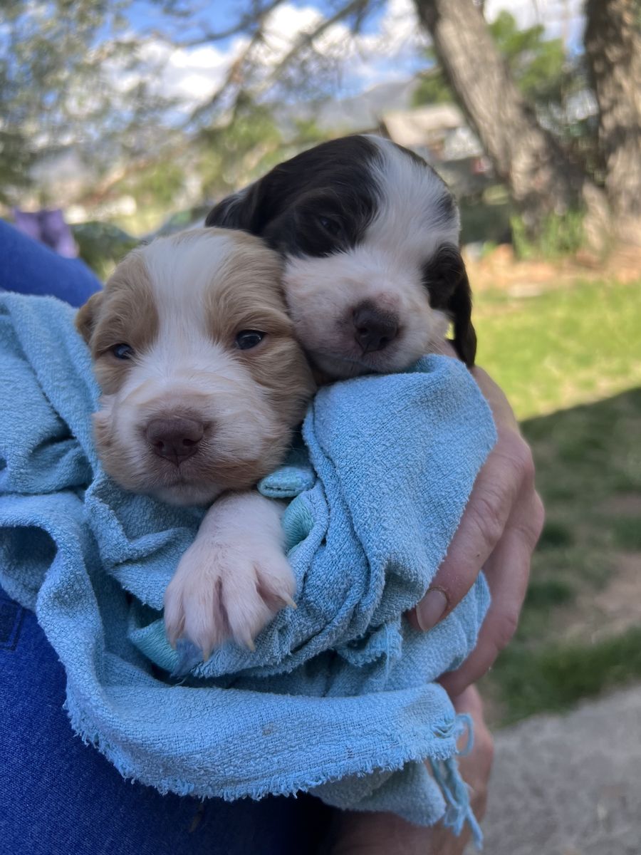 AKC Brittany (Spaniel) Puppies