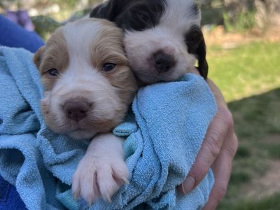 AKC Brittany (Spaniel) Puppies