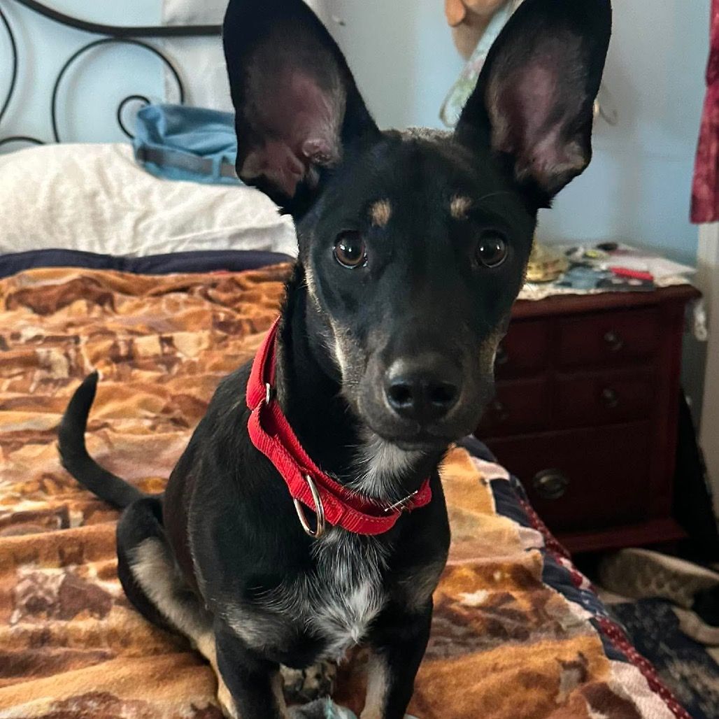 Hello my name is Dudley