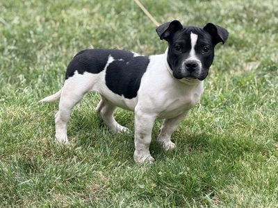 Female American Bully