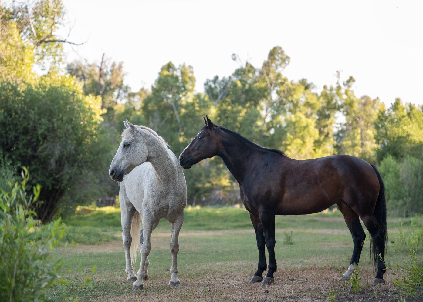 Quarter Horse