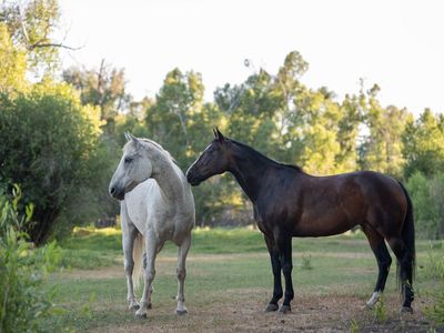 Kid horse