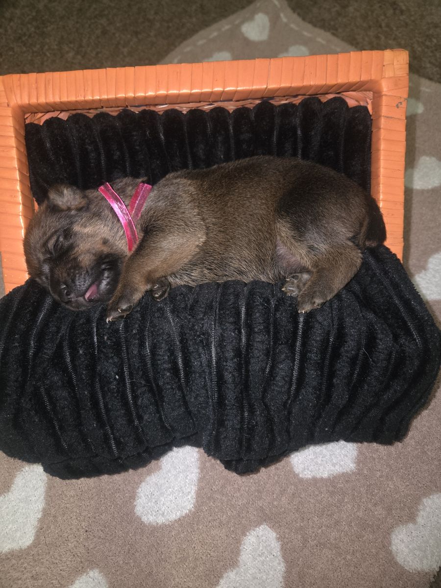 ******PRE-SALE******Adorable Rottweiler/Cane Corso puppies