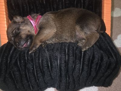******PRE-SALE******Adorable Rottweiler/Cane Corso puppies