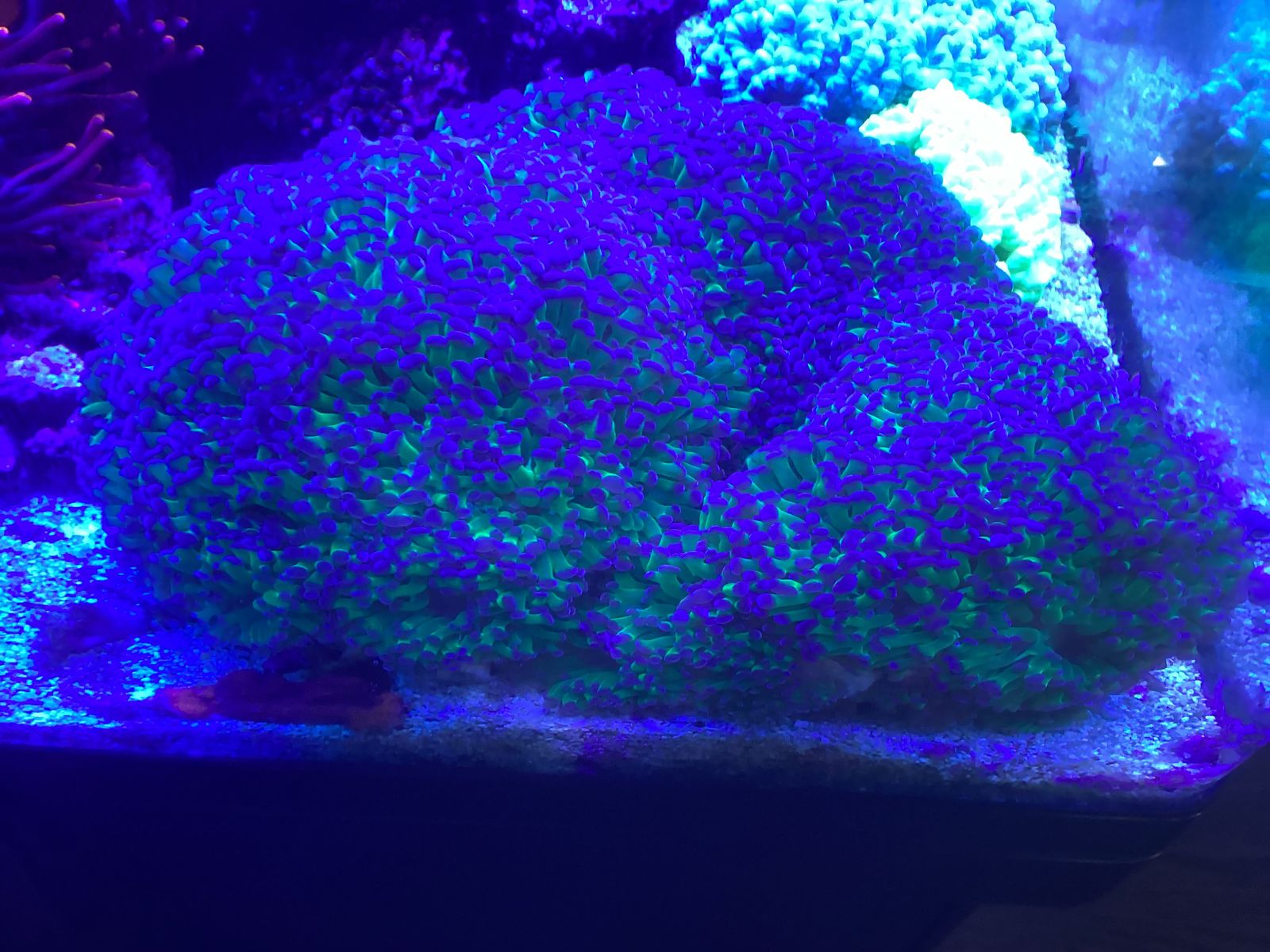 Corals for sale