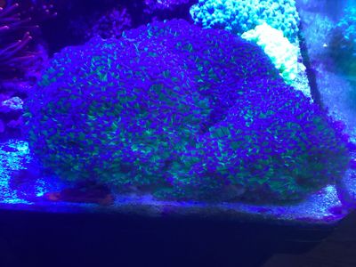 Corals for sale