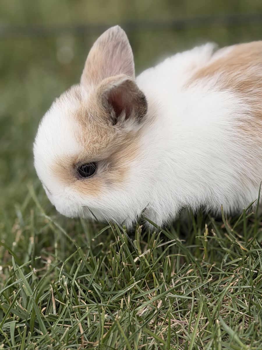 Holland Lop mix