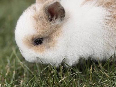 Holland Lop mix