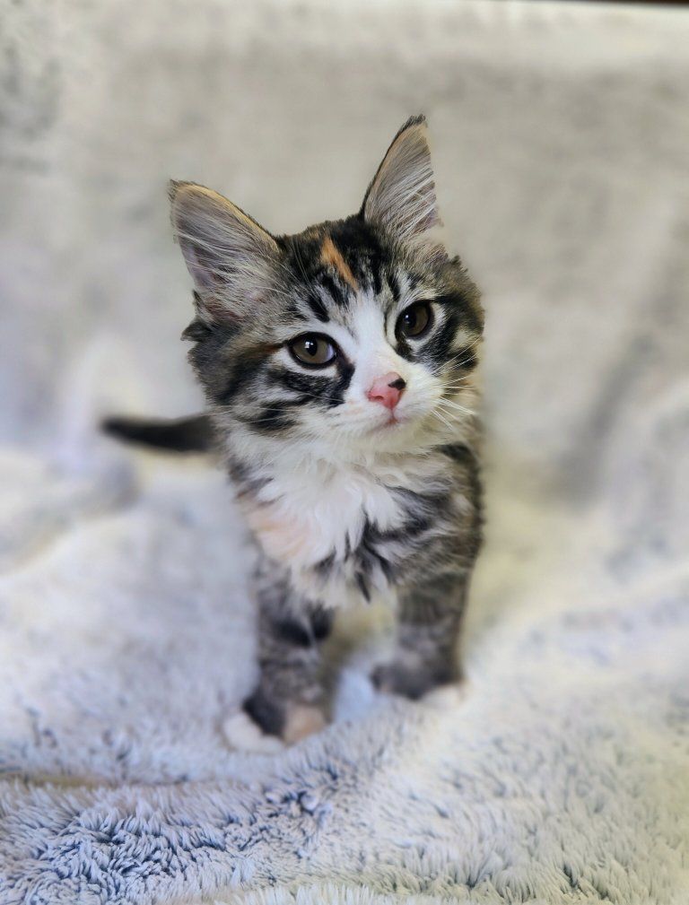 Polydactyl Maine Coon mix kittens.