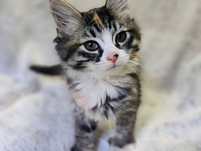 Polydactyl Maine Coon mix kittens.