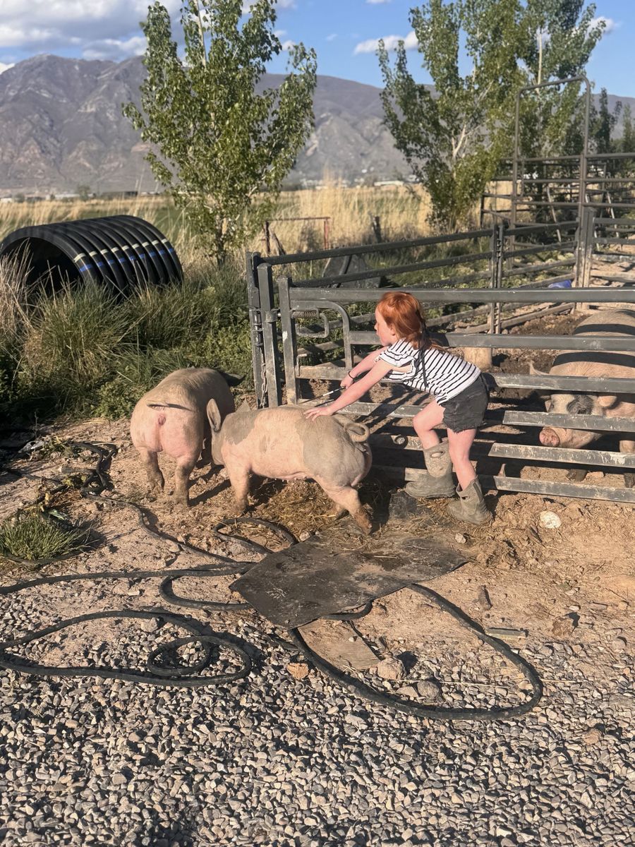 2 roasters pig/hog for sale