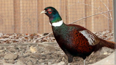 ringneck pheasants