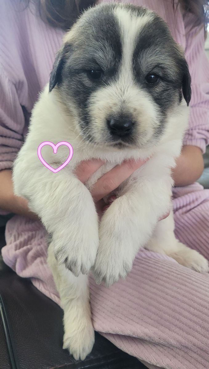 Half Great Pyrenees