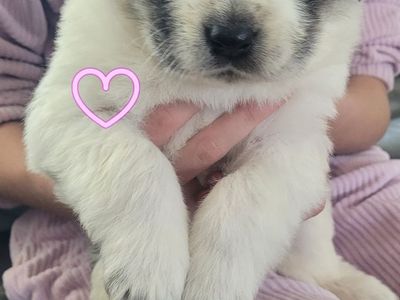 Half Great Pyrenees