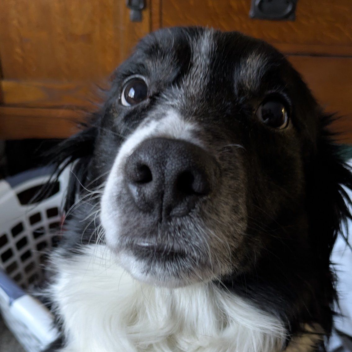 6 y/o border collie. free to a good home.