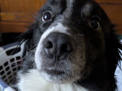 6 y/o border collie. free to a good home.