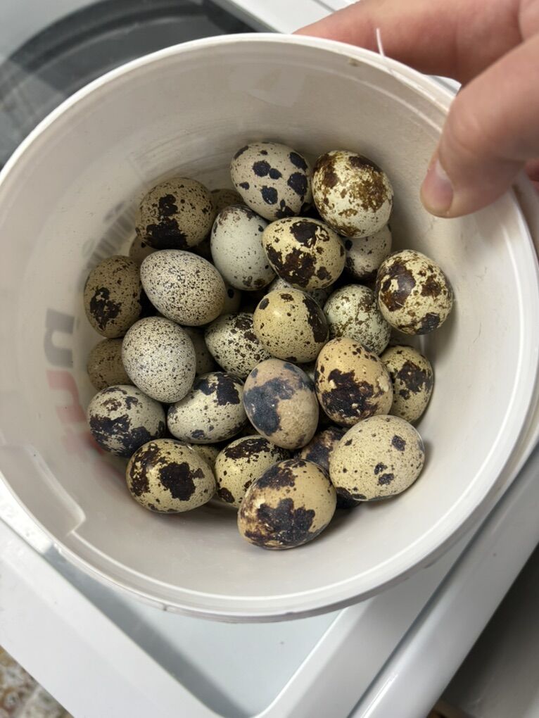 Quail eggs For Hatching