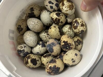 Quail eggs For Hatching