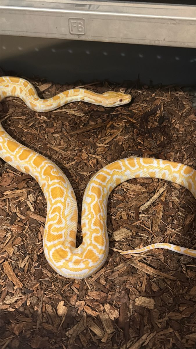 Stunning Male Burmese Python
