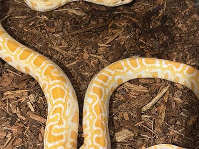 Stunning Male Burmese Python