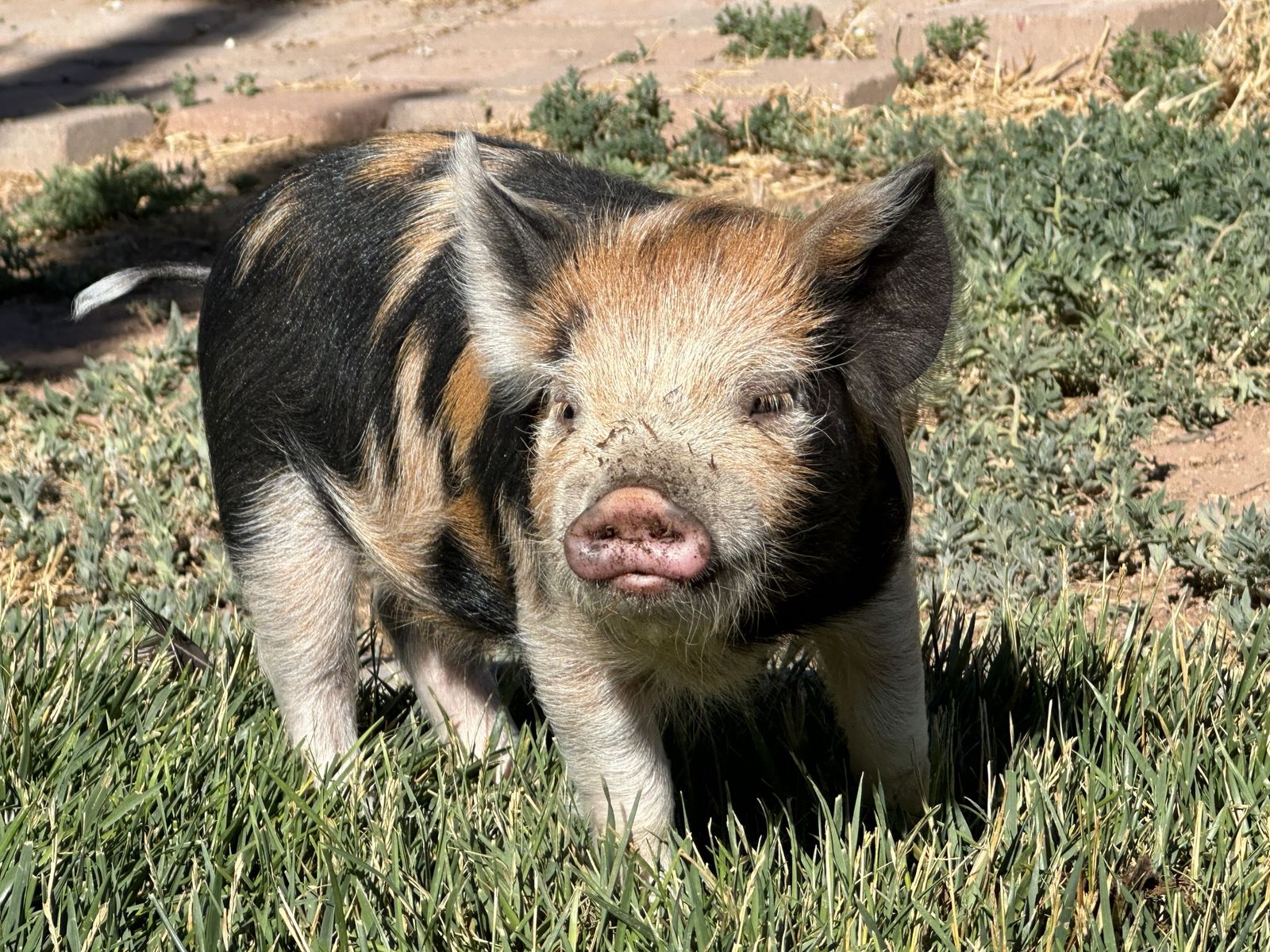 Kune Kune Sow Piglets