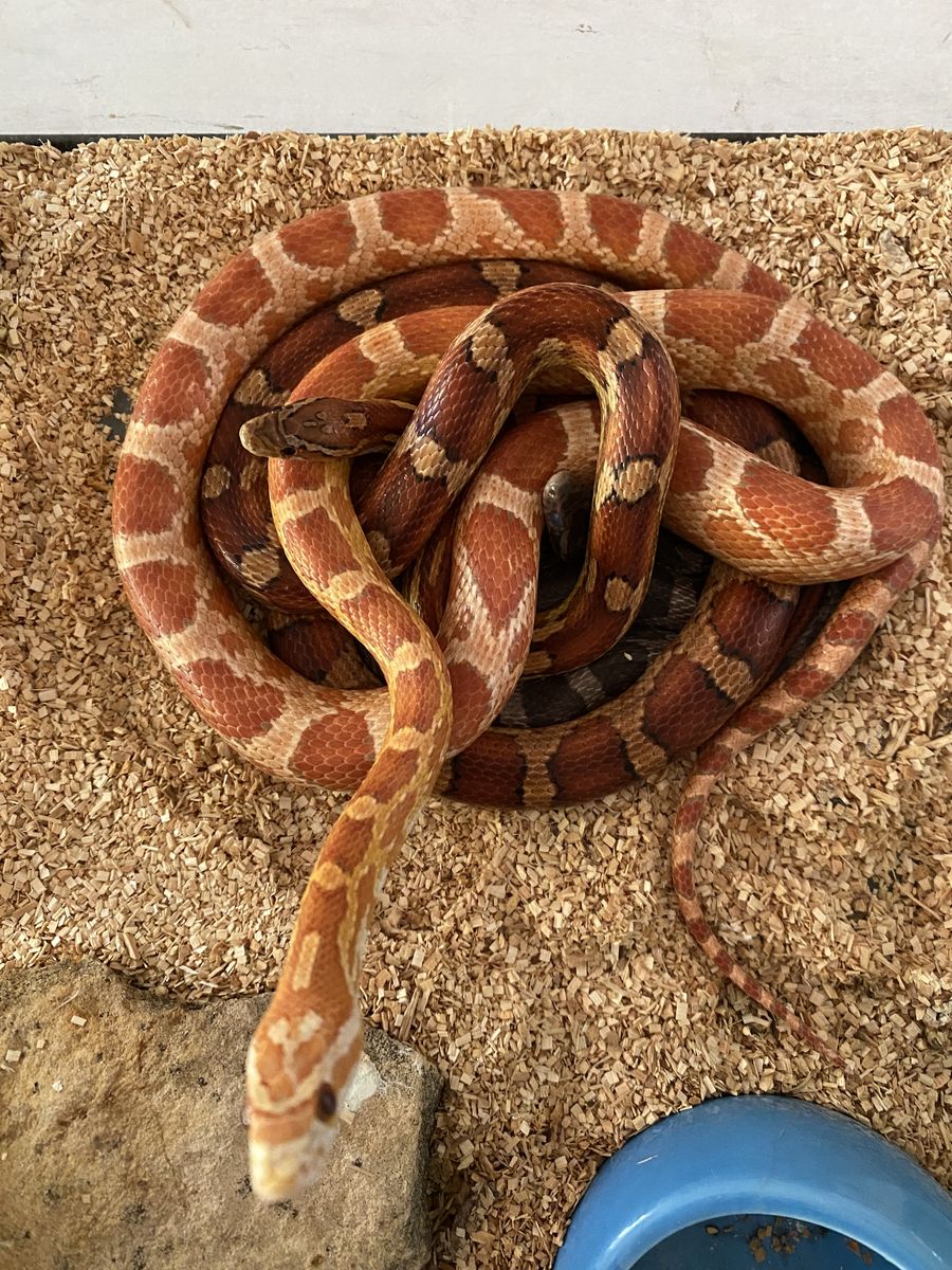 3 Corn Snakes (Breeding Trio) • 2 are Het Scaleless!