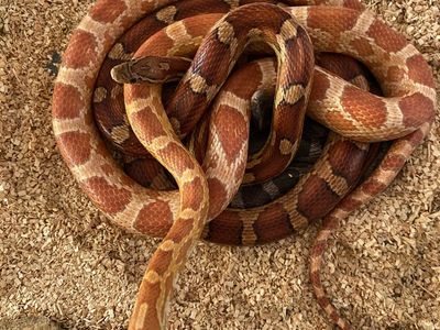 3 Corn Snakes (Breeding Trio) • 2 are Het Scaleless!