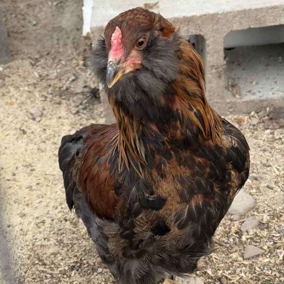 Ameraucana Rooster