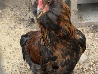 Ameraucana Rooster