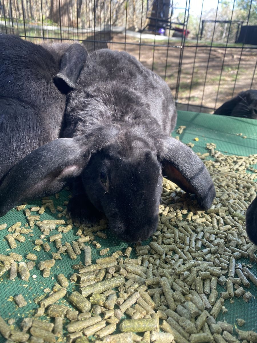 velveteen lop BUCK