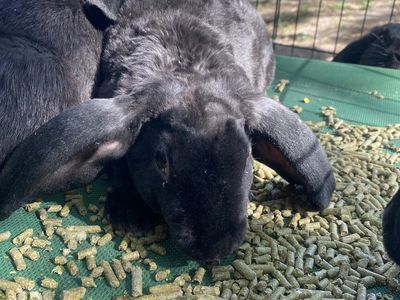 velveteen lop BUCK